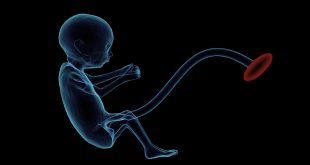 Lo sviluppo del feto mese per mese