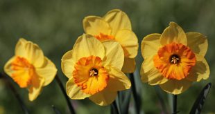 Il Significato dei fiori: narciso autunnale
